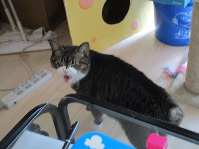 猫のにゃん吉ちゃん