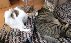 猫のマタくんとハナちゃん