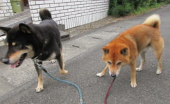 やまとくんとれおんくん