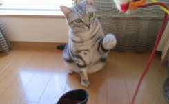 アメリカンショートヘアのレオくん