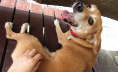 ＭＩＸ犬のハッピーちゃん